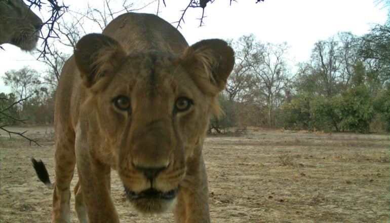 lion stares right into camera