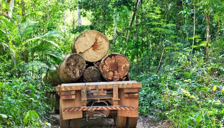 A truck with tree trucks drives through the Amazon forest