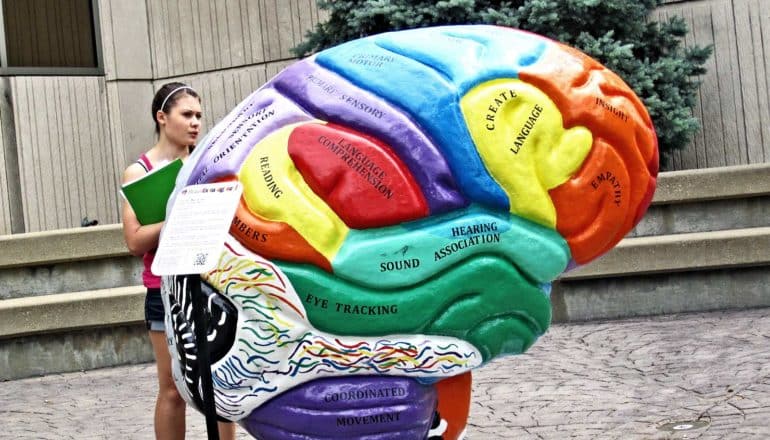 A young woman looks at a large brain model broken into color-coded regions