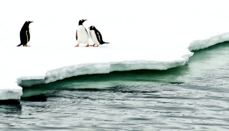 3 penguins stand on ice that touches the ocean