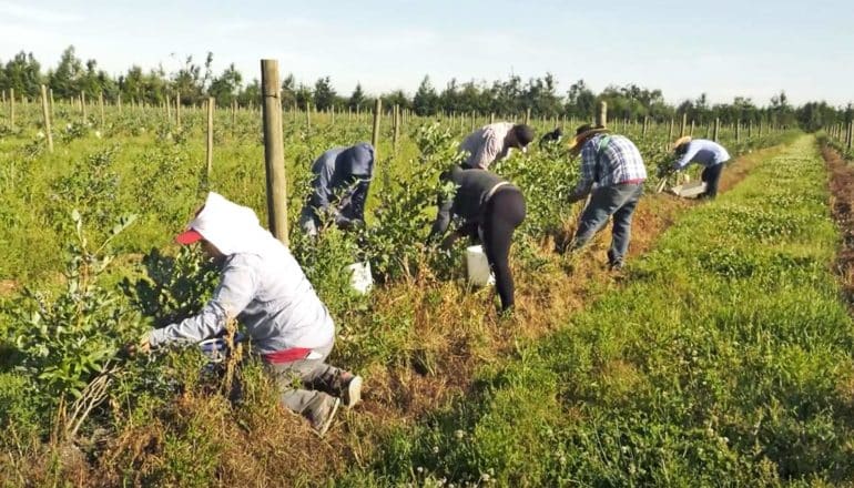 Agricultural workers stand in a row picking crops