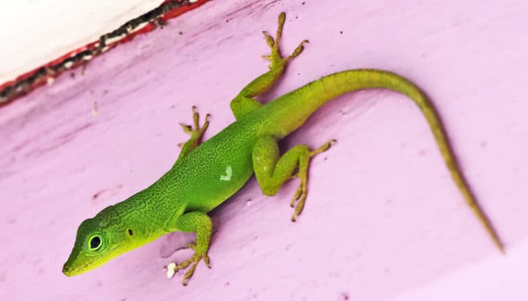 green anole on pink wall