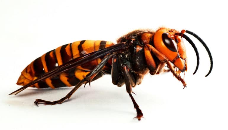 asian giant hornet on white background