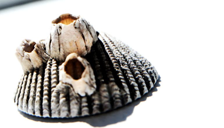 Barnacles on a shell against a white background