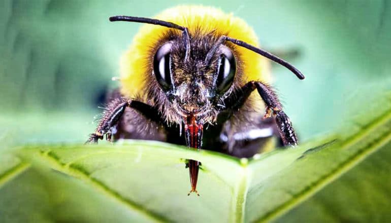 A yellow and black bee pierces a green leaf