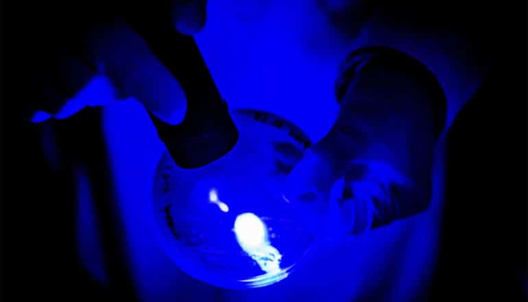 A researcher holds a petri dish and shines a blue light on it