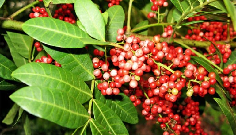 Red berries sit on branches surrounded by green leaves