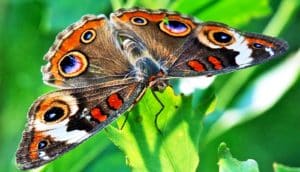 A buckeye butterfly sits on a green leaf, its wings brown, orange, and covered in spots with purple centers