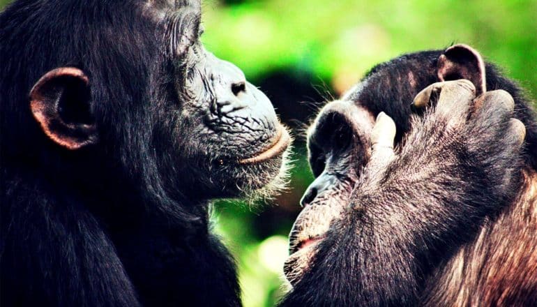 One chimpanzee grooms another, their faces almost touching