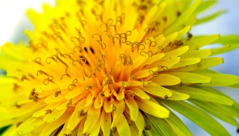 macro image of curly dandelion stamens with pollen