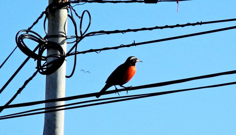 A bird sits on a power line