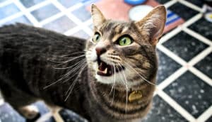 A brown cat with green eyes looks up with a tile floor in the background