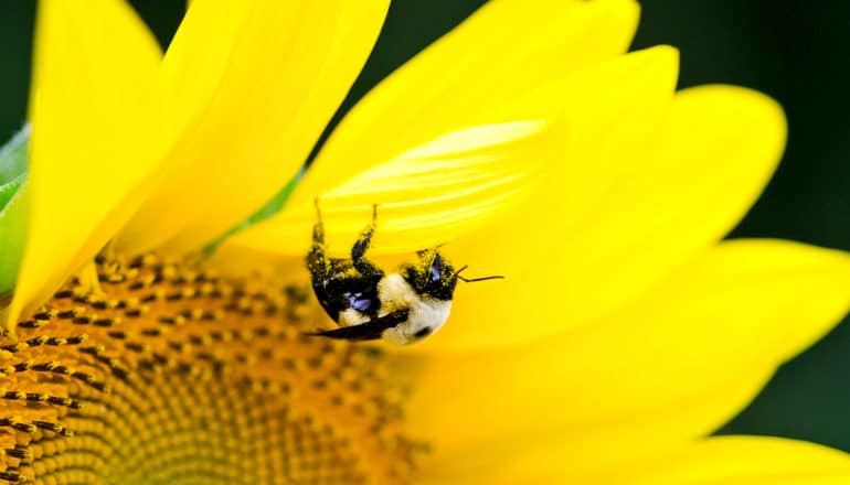 pollen-covered bumble bee on sunflower