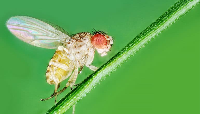 A fruit fly stands on a green stalk against a green background