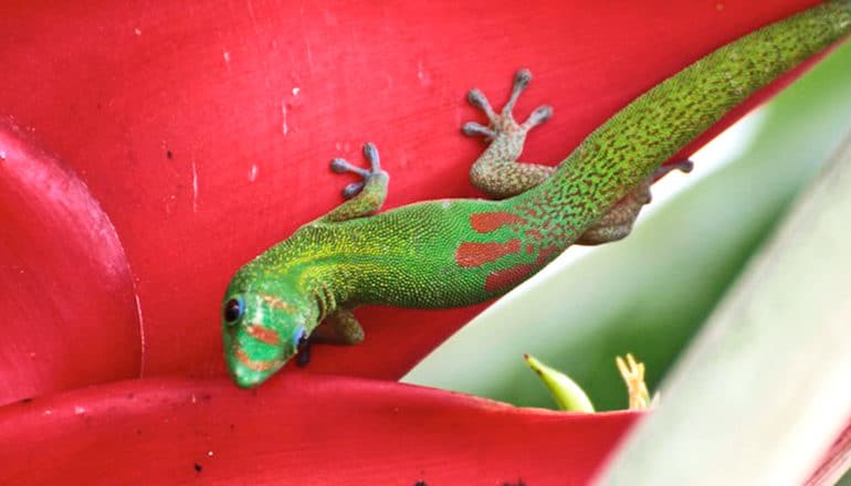 A green gecko climbs on a vertical red flower petal