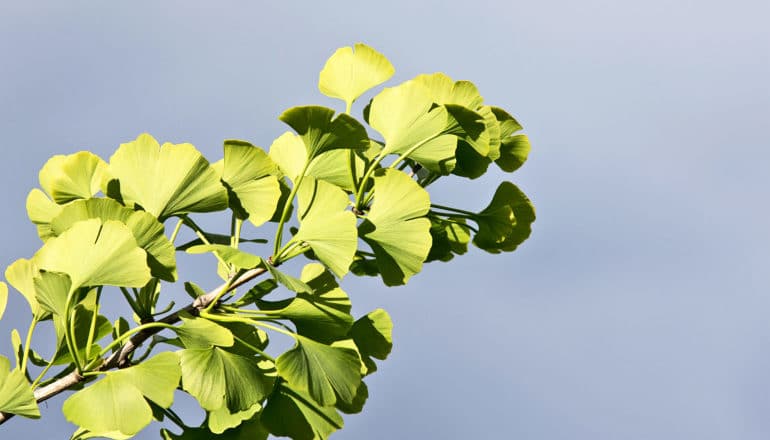 A Ginkgo biloba branch covered in green leaves against a blue sky