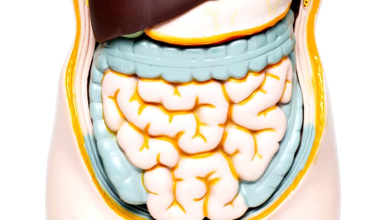 A medical model of intestines in a model body against a white background