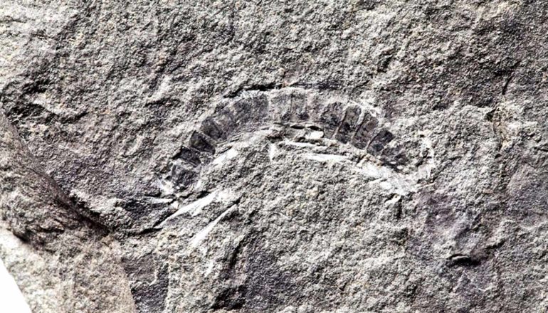 A millipede fossil is visible in a gray rock