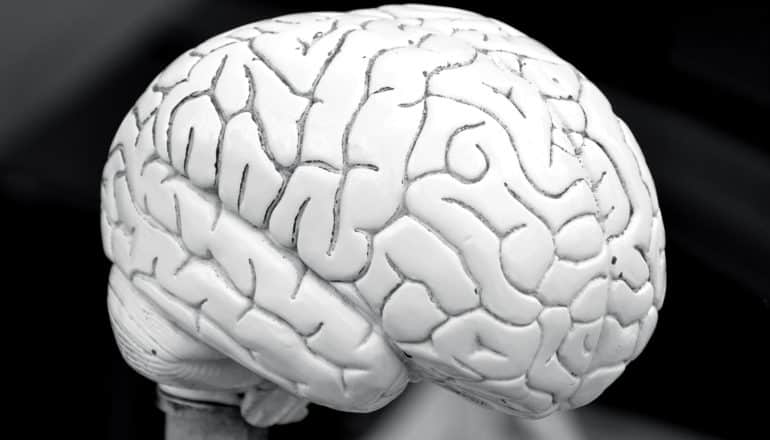 A white brain model sits on a black background