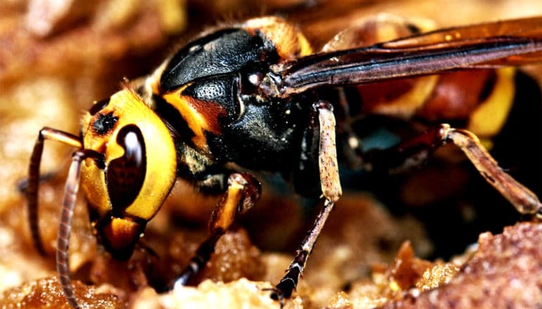 A black and yellow Asian giant hornet in close-up