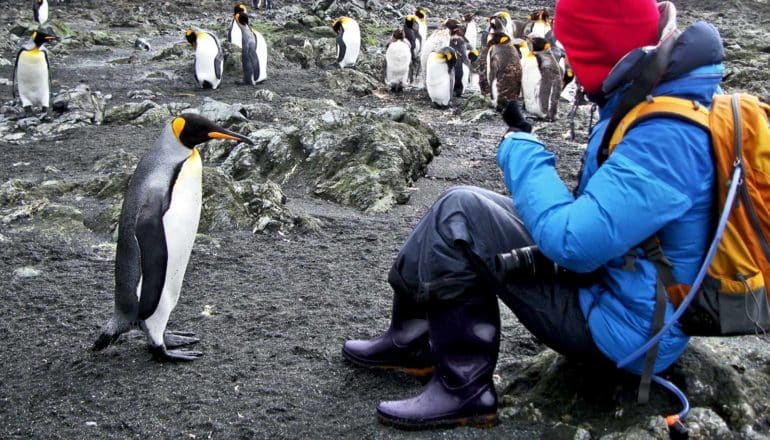 king penguin faces seated person in colorful outdoor gear