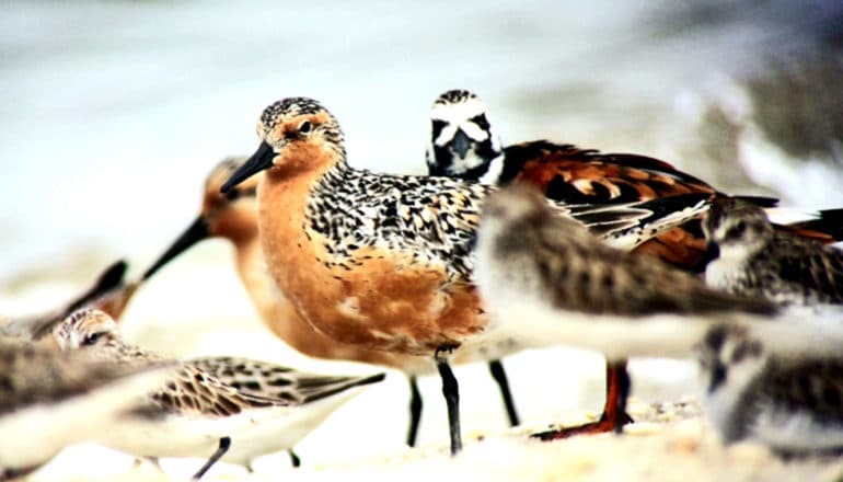 A red-breasted red knot stands on a beach among brown and white birds