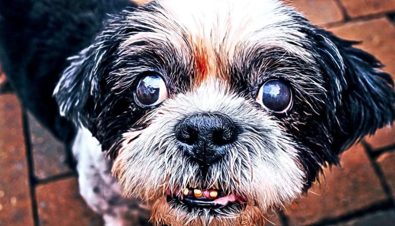 A black and white dog looks up with its eyes wide and bricks in the background