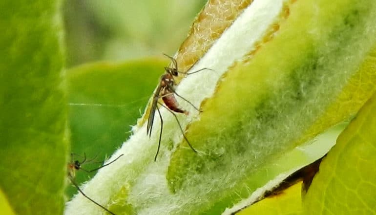 A fly stands on a green leaf