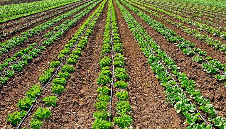 Rows of green plants grow in soil