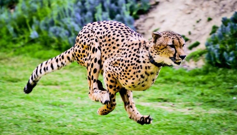A cheetah runs on green grass