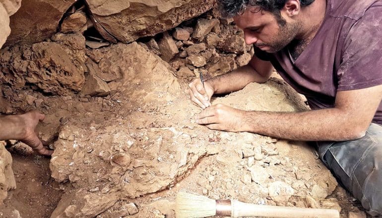 Fabbri uses a small tool to chip away at the rock and dirt on the tail fossil