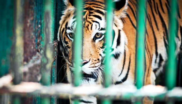 A tiger stands in a cage with green bars