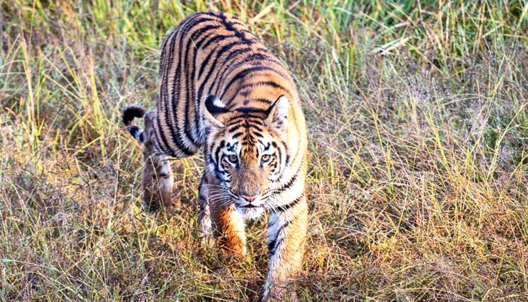 A tiger walks through tall grass