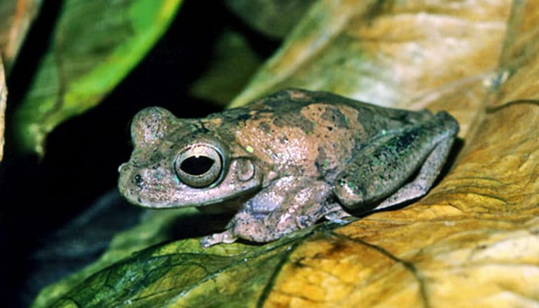 A tree frog sits on a leaf