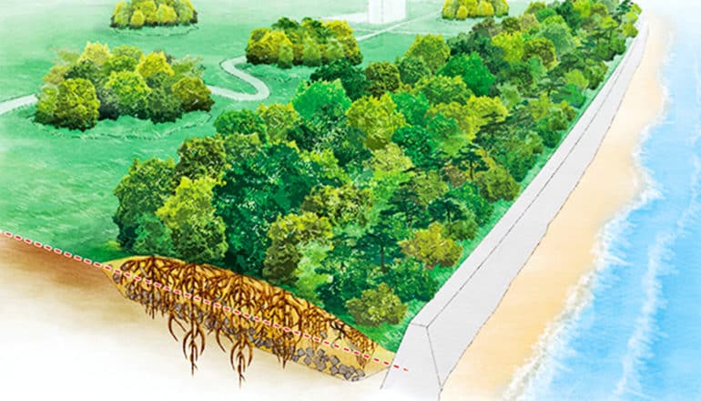 An illustration of a seawall backed by a large hill covered in trees, with the roots growing down into the hill
