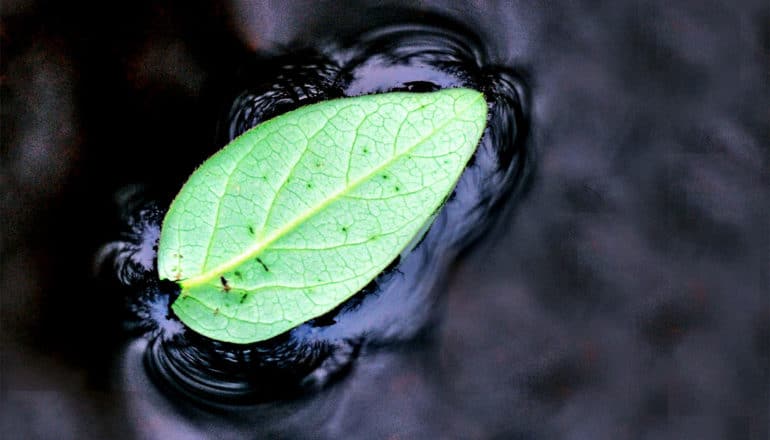 A bright green leaf floats on dark water