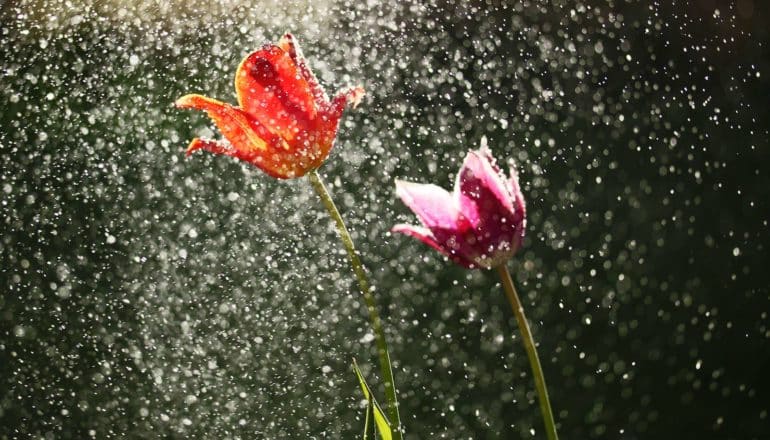 red and pink tulips in rain