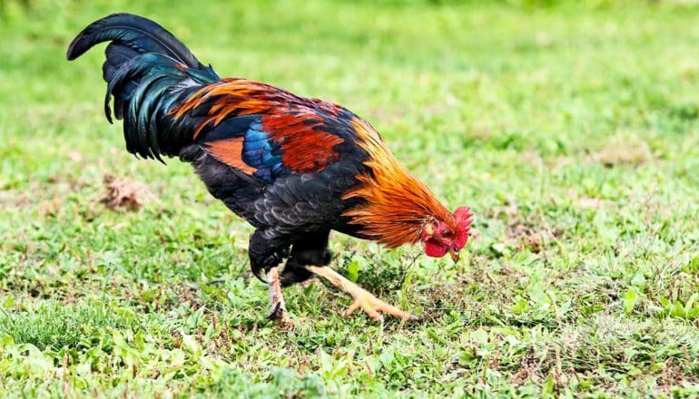 A rooster with orange, red, and blue feathers looks closely at a field of grass