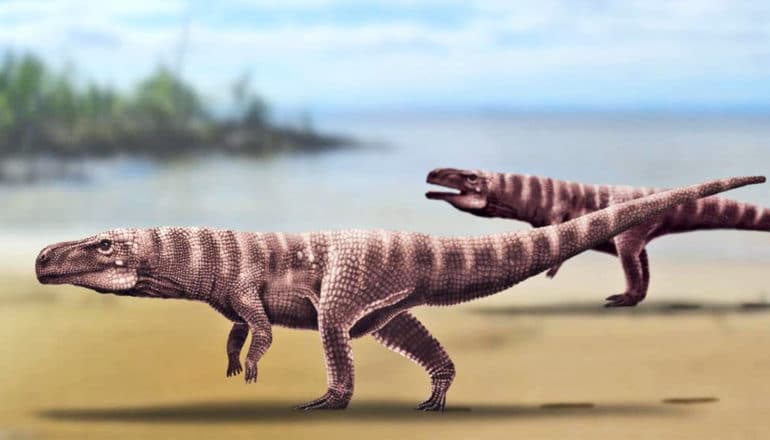 Long-bodied ancient crocodiles walk on two feet, their front feet hanging like small dinosaur arms