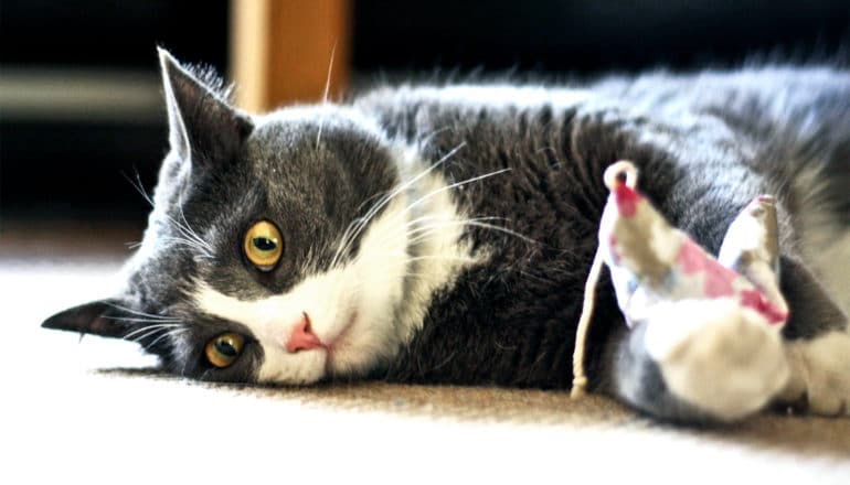 A cat lays on its side with eyes wide looking anxious or stressed or sad