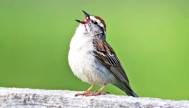 A chipping sparrow sitting on a fence sings out with green in the background