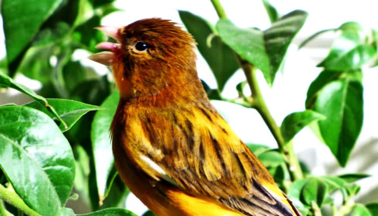 A canary sings against a background of green leaves