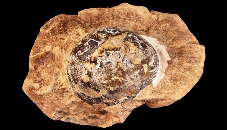 An oval-shaped, fossilized Mussaurus egg inside brown rock