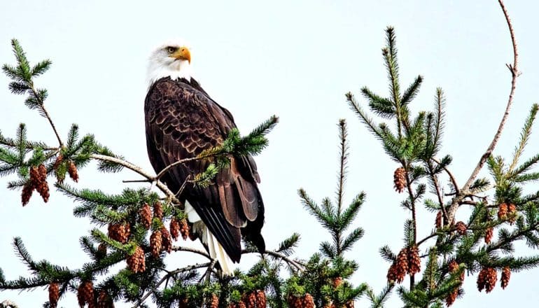 A bald eagle sits in a Douglas fir tree