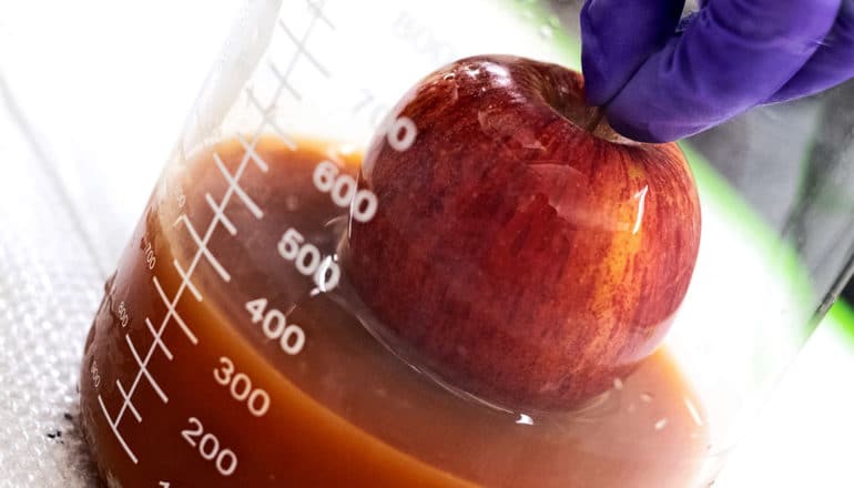 A researchers dips a red apple into the egg coating, a brown liquid in a glass container