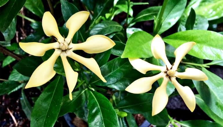 Two white/yellow gardenia flowers sit among green leaves