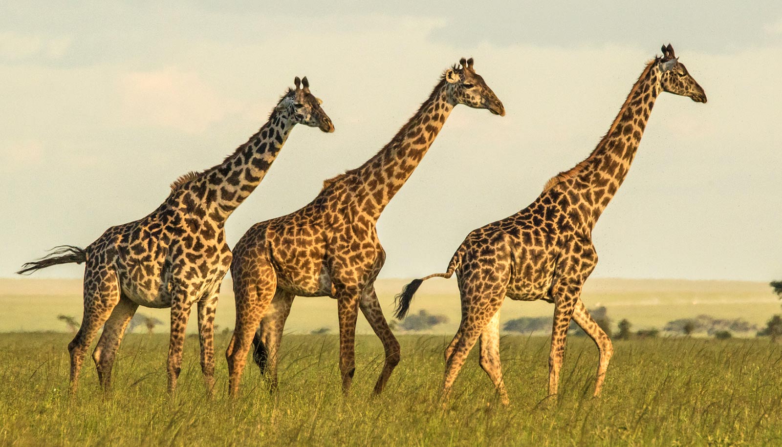 Nearby humans disturb giraffe social networks - Futurity