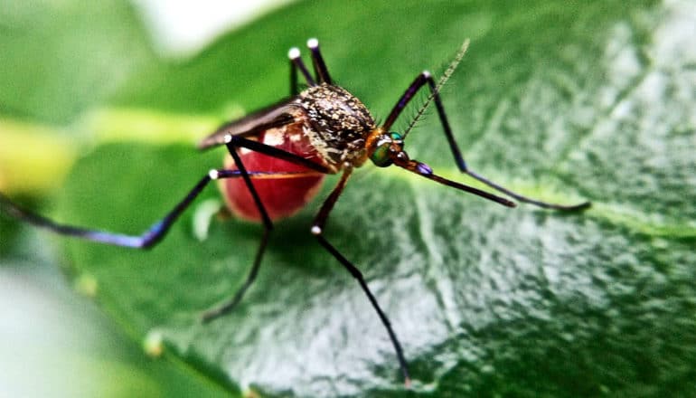 A close-up of a mosquito with a belly full of blood sitting on a green leaf