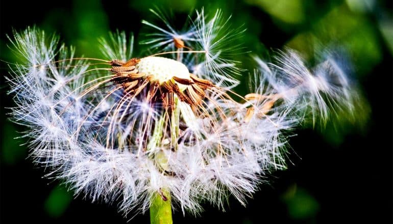 Half of a dandelion's seeds have blown away in the wind, leaving half attached