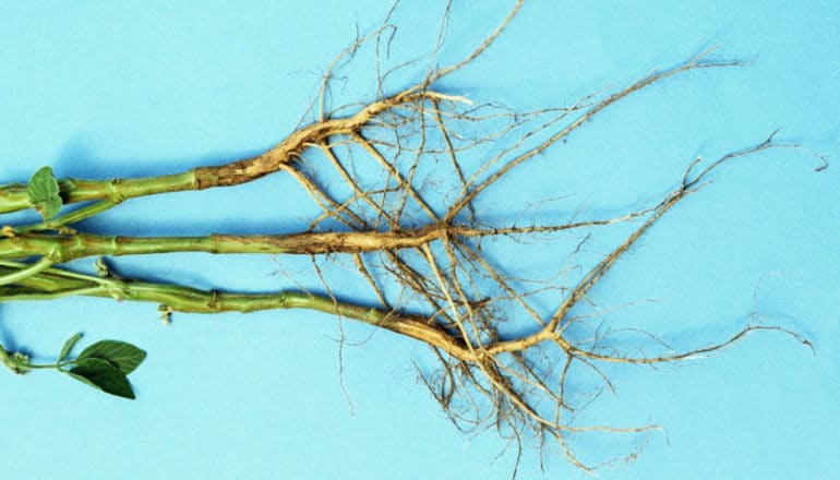 roots of soybean plant